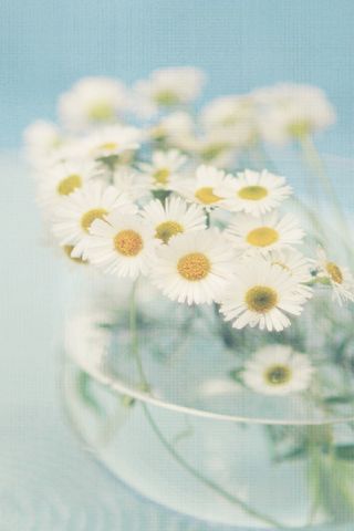 小清新花卉摄影iphone4手机壁纸