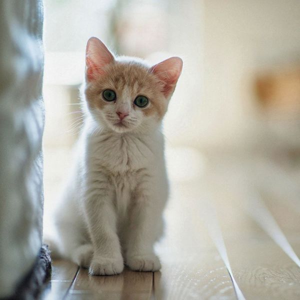 壁纸 动物 猫 猫咪 小猫 桌面 600_600
